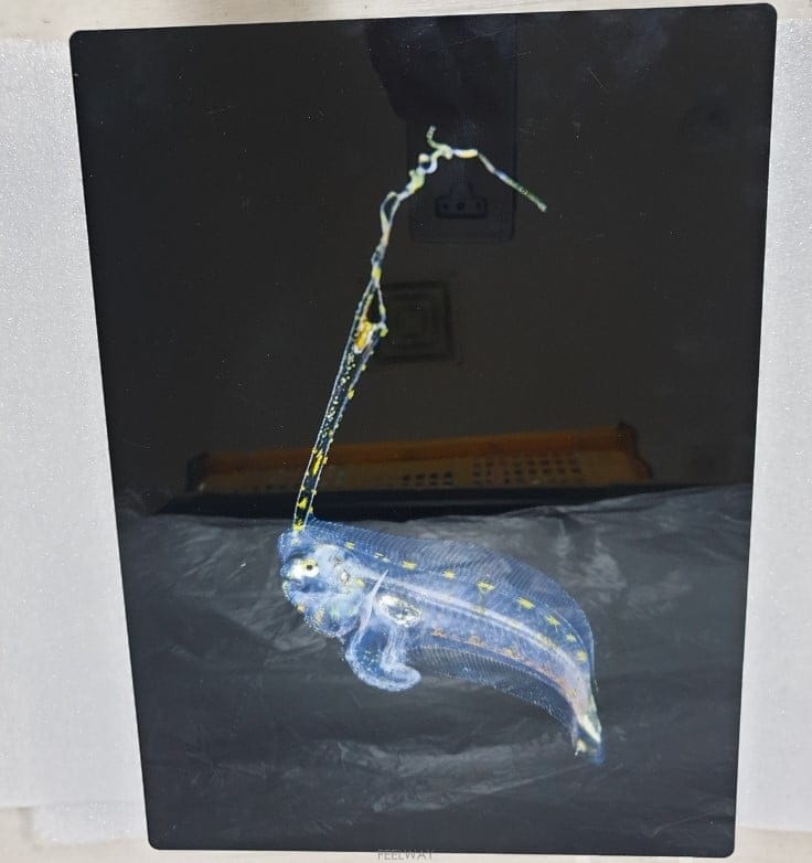 | Other Brand | ������ ��ƽ~�縮ĭ ���ڹ� ��ġ��(Pelican Flounder Larva)��ũ��ũ�� �˷�̴� ����Ʋ ���ڵ����� ��ƽ~�縮ĭ ���ڹ� ��ġ��(Pelican Flounder Larv